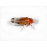 RETE ANTINSETTO BIANCA DROSOPHILA SUZUKII MT 4X6