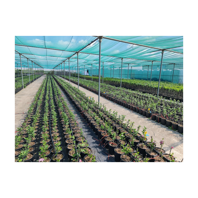 RETE OMBREGGIANTE 50% VERDE MT 3x6,20
