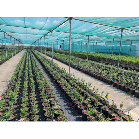 RETE OMBREGGIANTE 50% VERDE MT 3x6,20