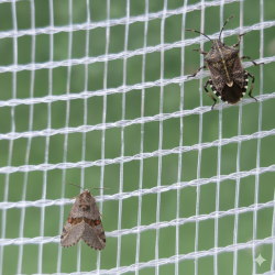 RETE ANTI-CIMICE E...